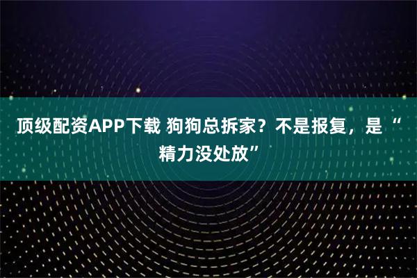 顶级配资APP下载 狗狗总拆家？不是报复，是 “精力没处放”